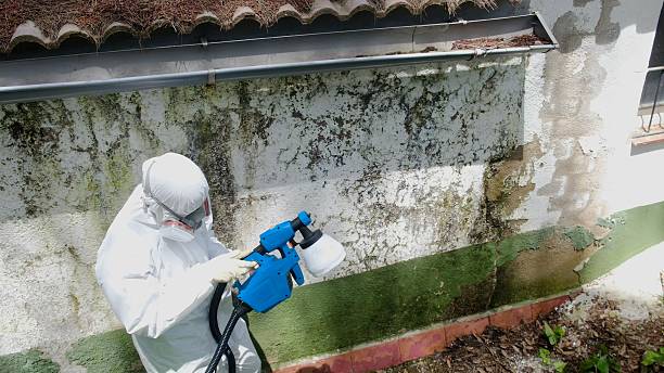 Trusted Mold Inspection service in Waban, MA - Cheap Mold Removal